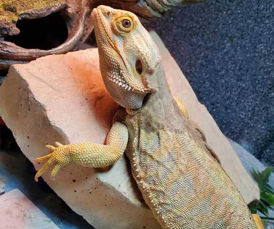 snake discovery reptile shop