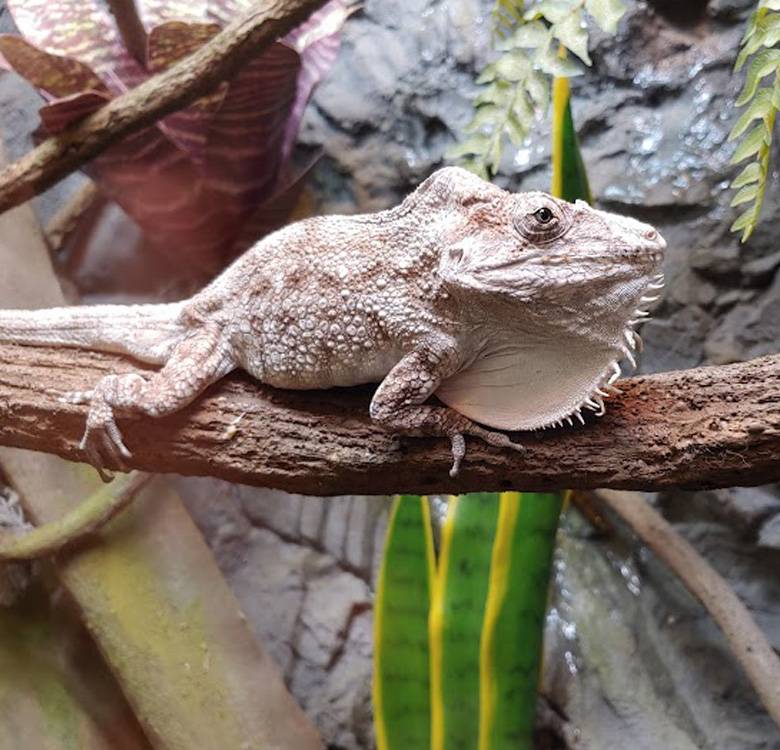 snake discovery reptile shop