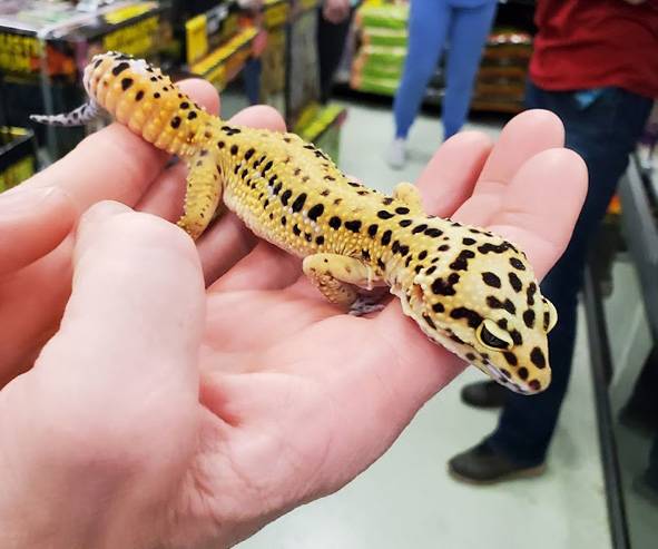 snake discovery reptile shop